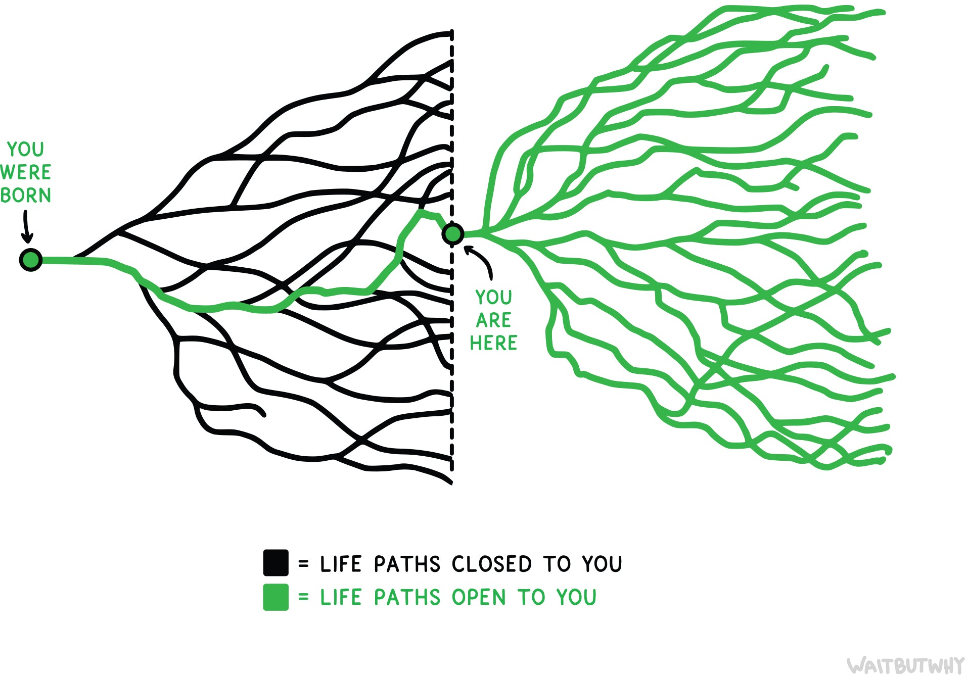 Tree of Life Postcard